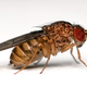 Image for article titled The crazy device that shows fruit flies have free will